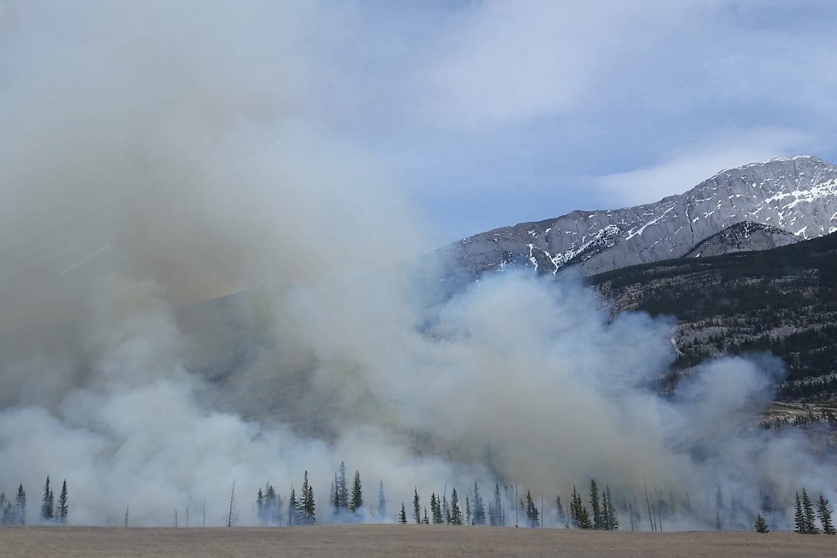 Forest Covered by Smoke